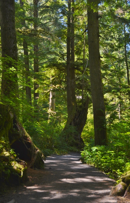 Old Growth Fest Trail in the Oswald West State Park